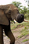 Elephants Chobe